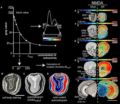 The Neurotransmitter Receptor Architecture of the Mouse Olfactory System